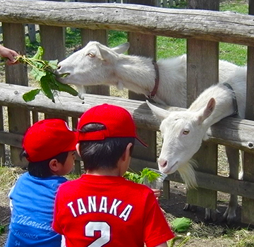 動物癒し